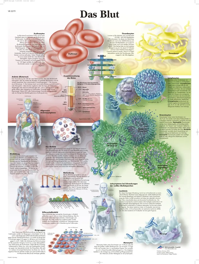 3b-scientific-lehrtafel-das-blut-50-x-67-cm image 1
