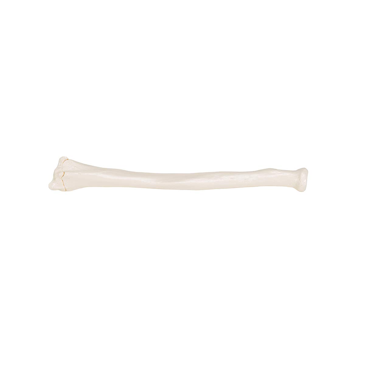 3b-scientific-speiche-radius-unterarmknochen-anatomiemodell-smart-anatomy-app image 3