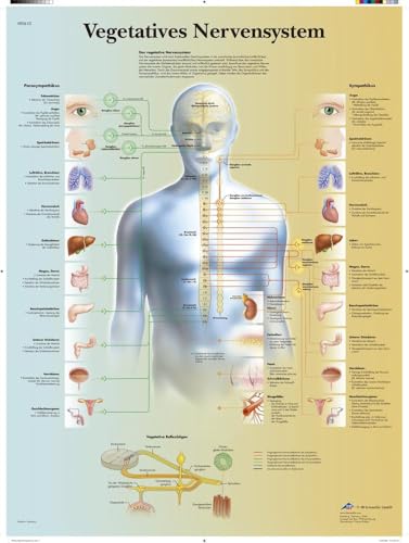 3b-scientific-lehrtafel-vegetatives-nervensystem-poster-50x67-cm-papier image 4