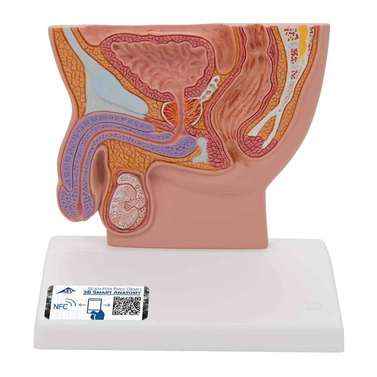 3b-scientific-m-nnliches-beckenschnitt-modell-lebensgro-pvc-mit-smart-anatomy image 1