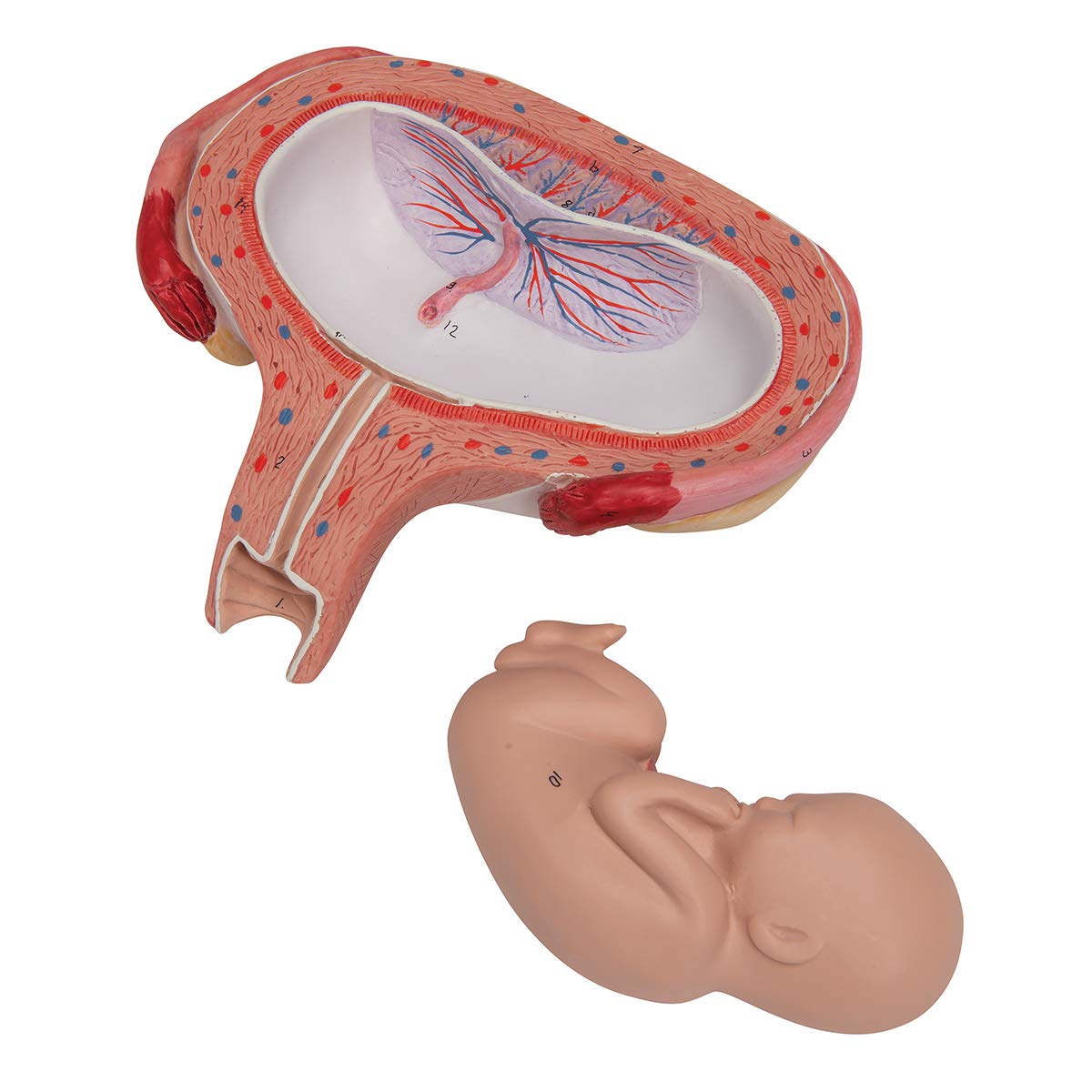 3b-scientific-fetus-modell-5-monat-r-ckenlage-l10-6-3b-smart-anatomy-app image 7