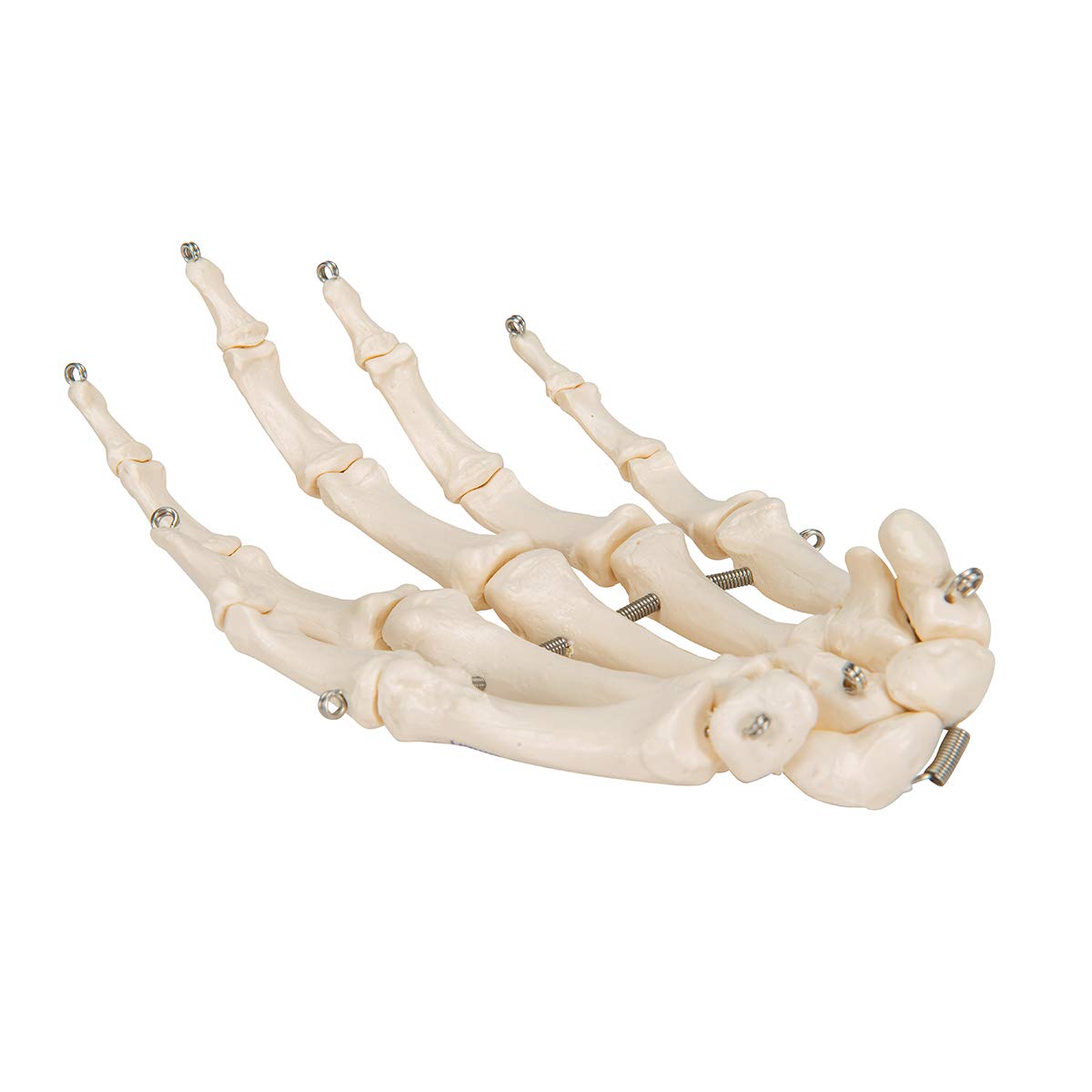 3b-scientific-handskelett-modell-auf-draht-lebensgro-smart-anatomy-app image 2