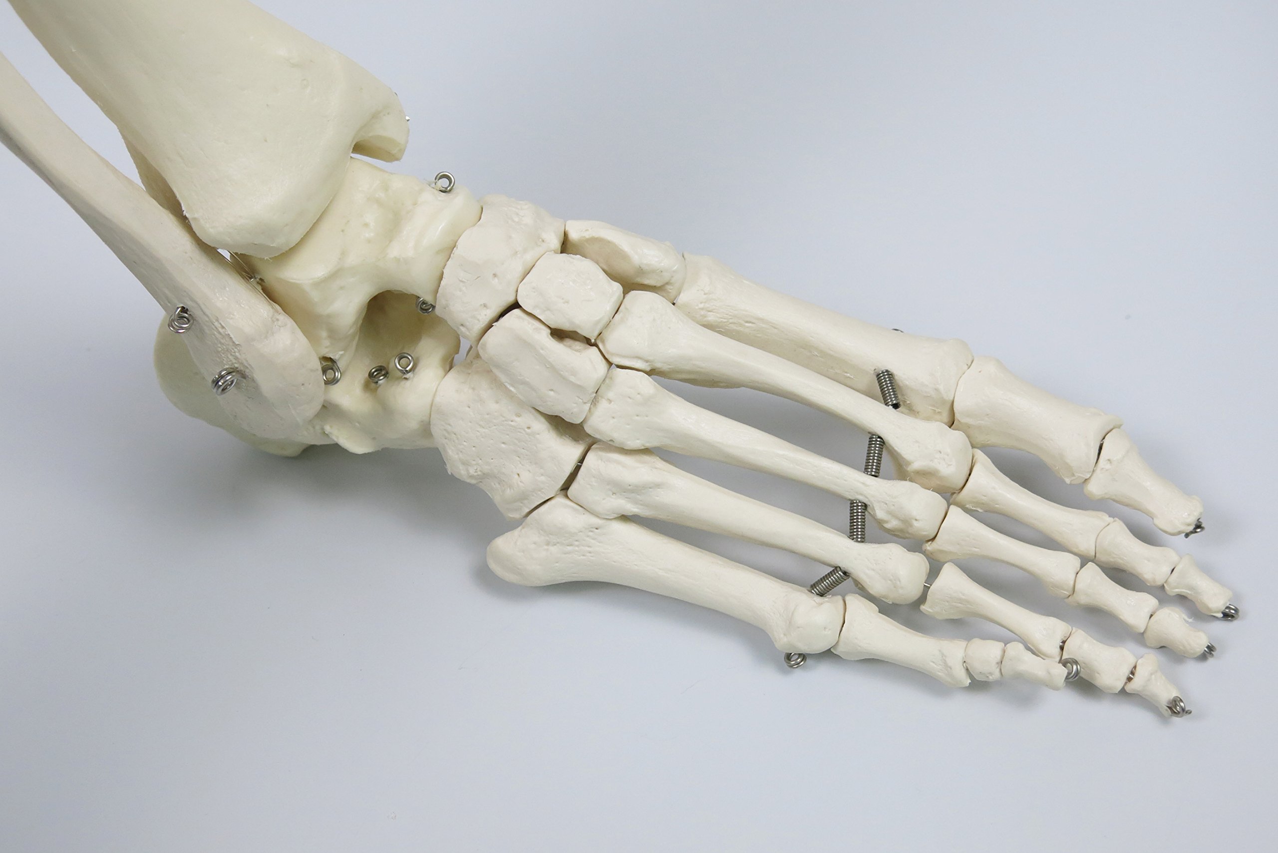 3b-scientific-skelettmodell-stan-a10-1-auf-h-ngest-nder-3b-smart-anatomy image 8