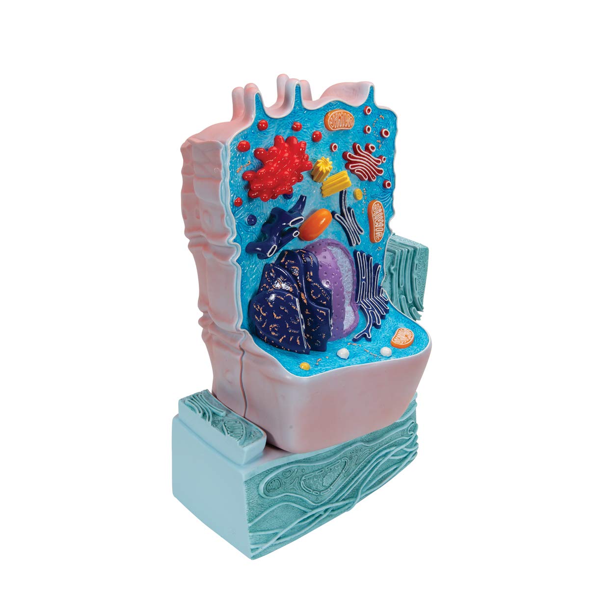 3b-scientific-r04-tierzellenmodell-biologie-lehrmodell image 2