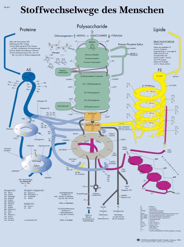 3b-scientific-lehrtafel-stoffwechselwege-des-menschen-poster-50-x-67-cm image 1