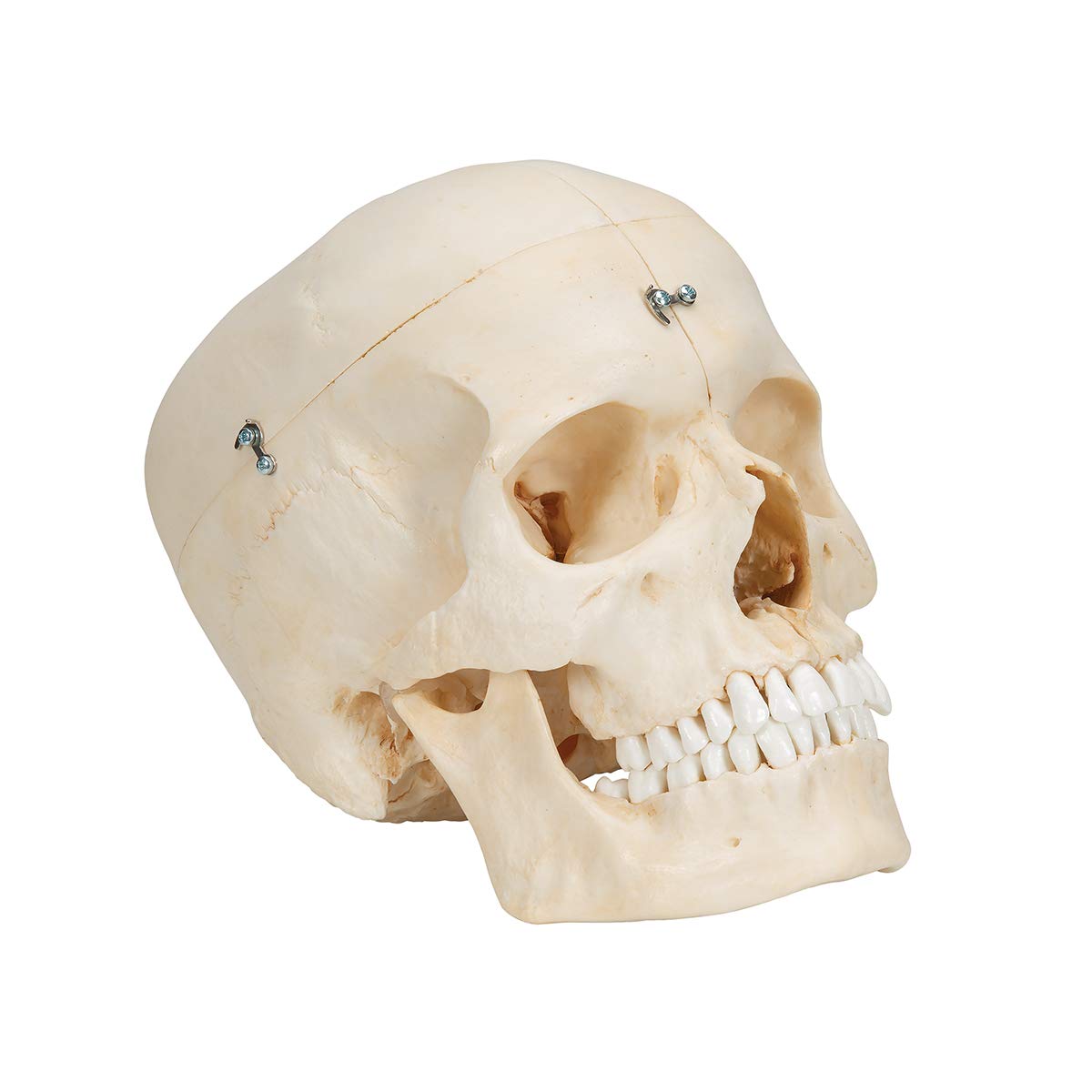 3b-scientific-bonelike-sch-delmodell-6-teilig-lebensgro-mit-mediansagittalschnit image 2