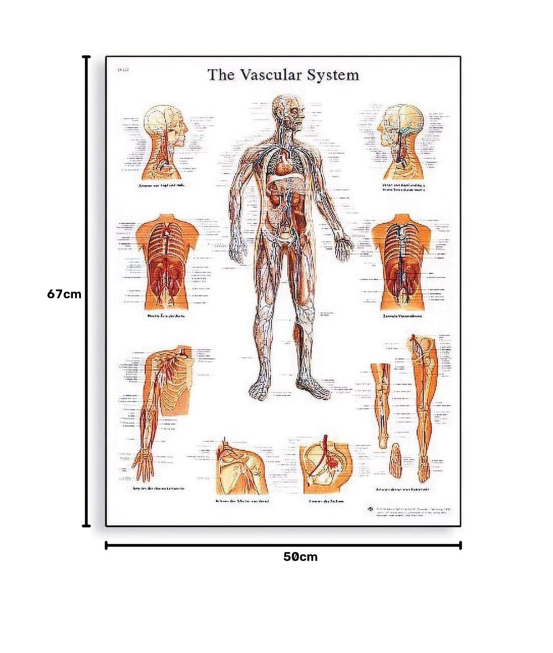 3b-scientific-lehrtafel-das-blutgef-system-anatomieposter-50-x-67-cm image 3