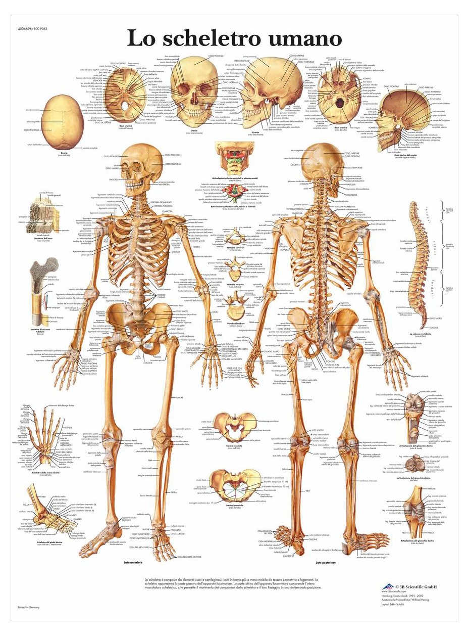 3b-scientific-anatomietafel-skelettsystem-anatomieposter-papier-italienisch image 2