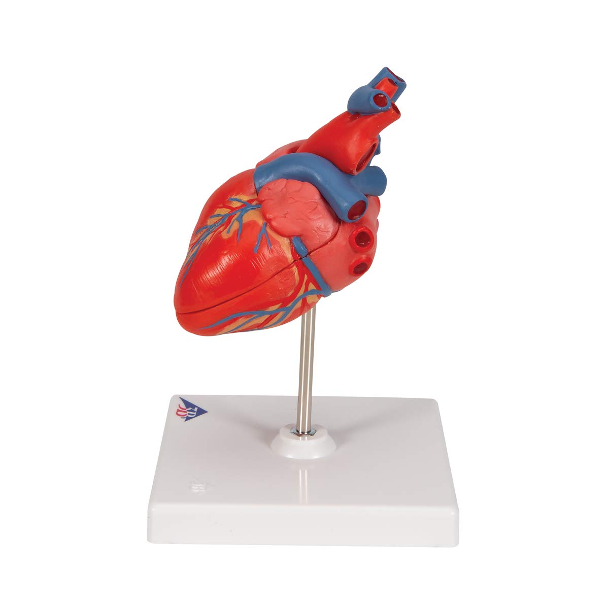 3b-scientific-klassisches-herzmodell-lebensgro-2-teilig-mit-smart-anatomy-app image 5