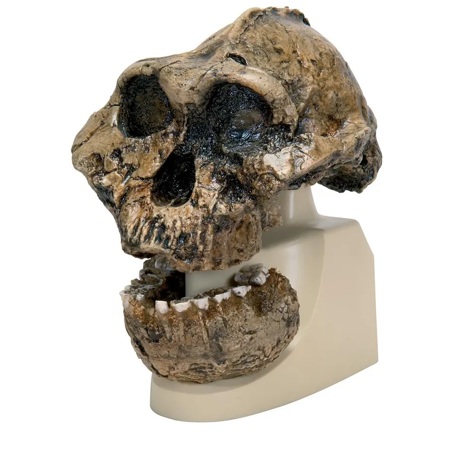 3b-scientific-sch-delreplikat-australopithecus-boisei-knm-er-406-und-omo-l7a-125 image 1