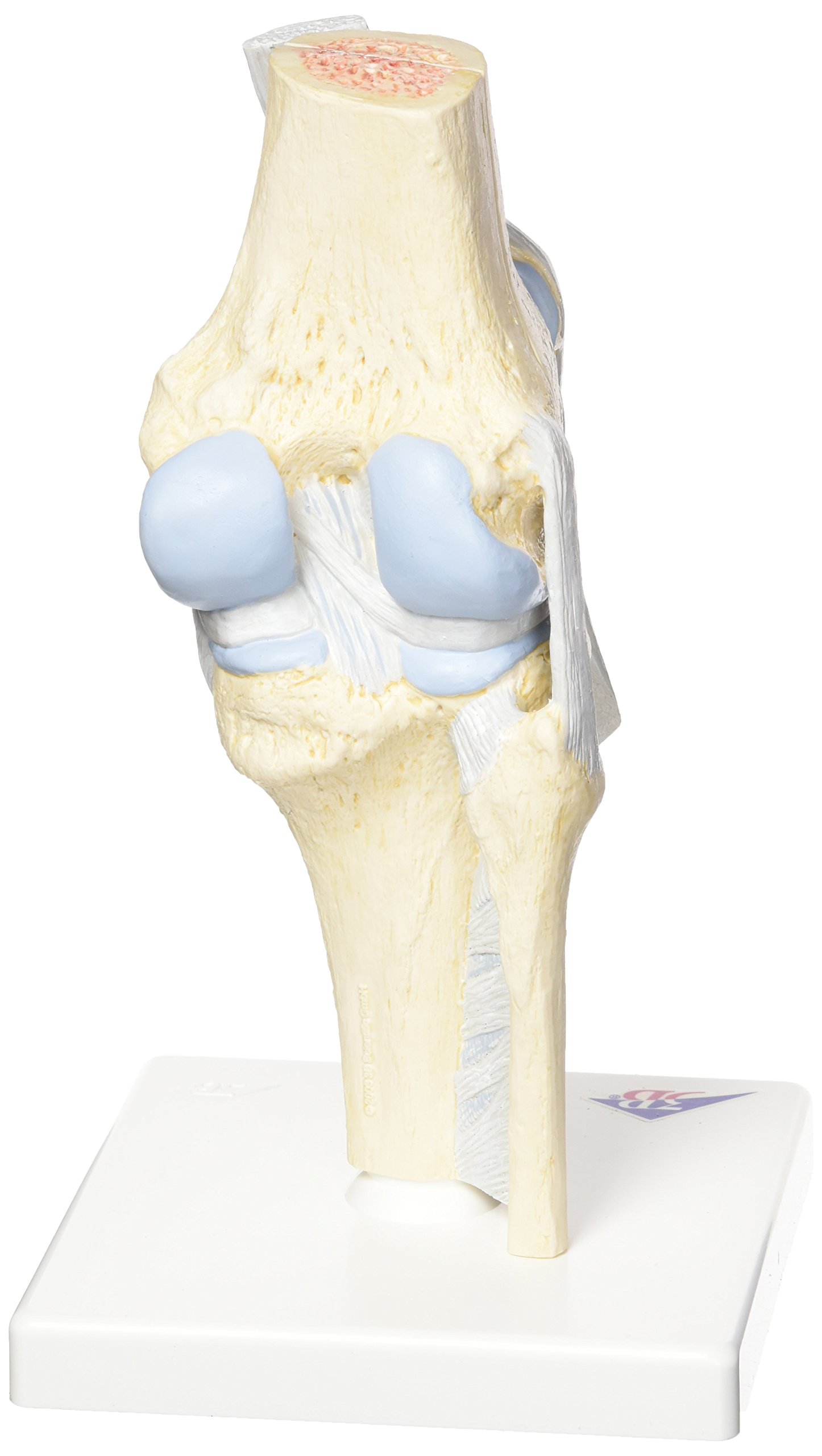 3b-scientific-gelenkschnitt-modell-knie-3-teilig-kniegelenk-schnittmodell image 2