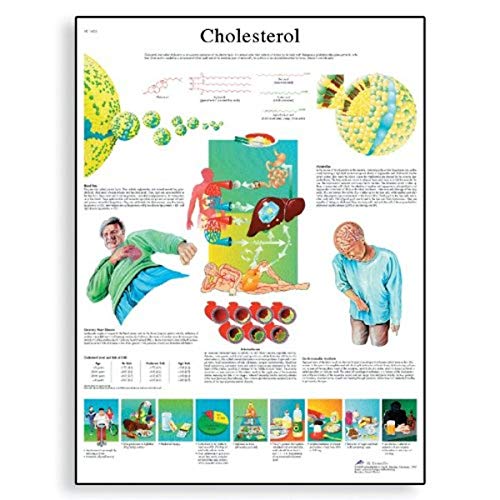 3b-scientific-lehrposter-cholesterin-medizinisches-wandposter image 3