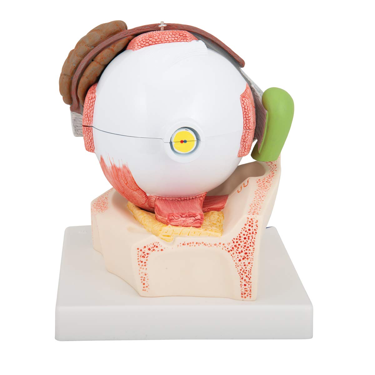 3b-scientific-auge-5-fache-gr-e-8-teilig-auf-augenh-hle-f12-smart-anatomy image 4