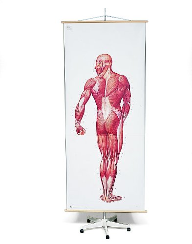 3b-scientific-lehrtafelstativ-auf-rollen-2-teilig-stativ-f-r-anatomische-lehrtaf image 1