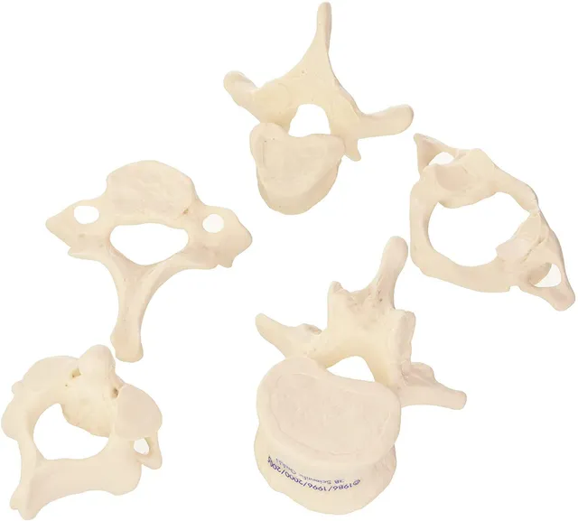 3b-scientific-a75-1-5-wirbel-set-atlas-bis-lendenwirbel-3b-smart-anatomy image 1