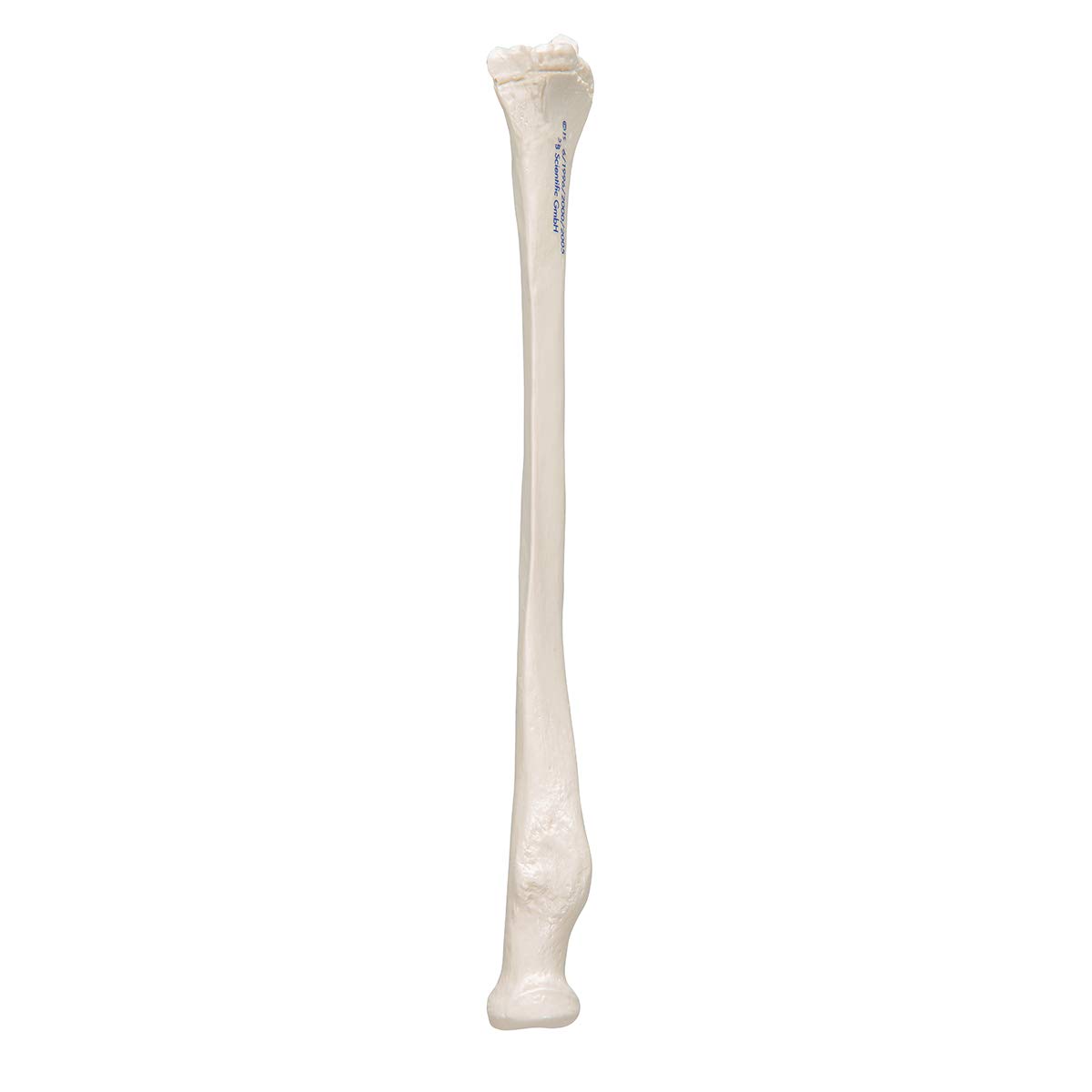 3b-scientific-speiche-radius-unterarmknochen-anatomiemodell-smart-anatomy-app image 6