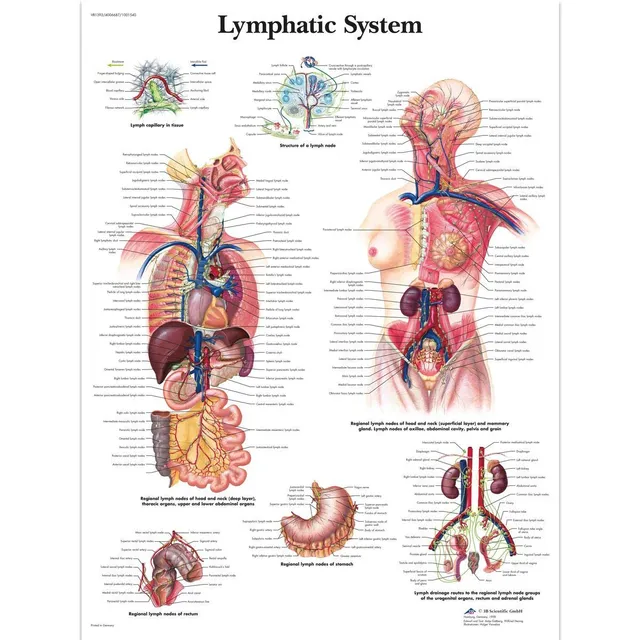 3b-scientific-lymphsystem-diagramm-anatomische-lehrtafel-papierversion-englisch image 1