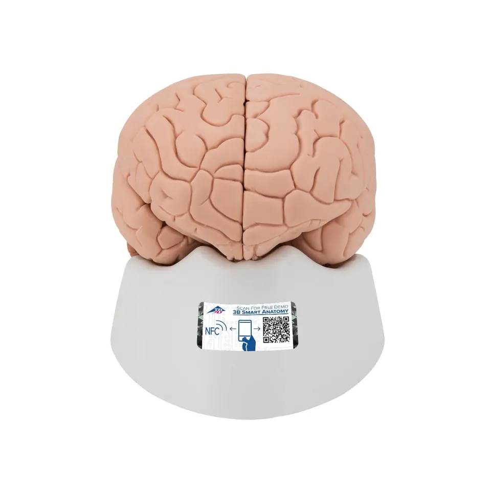 3b-scientific-gehirnmodell-4-teilig-menschliches-gehirn-auf-sockel-mit-3b-smart- image 1