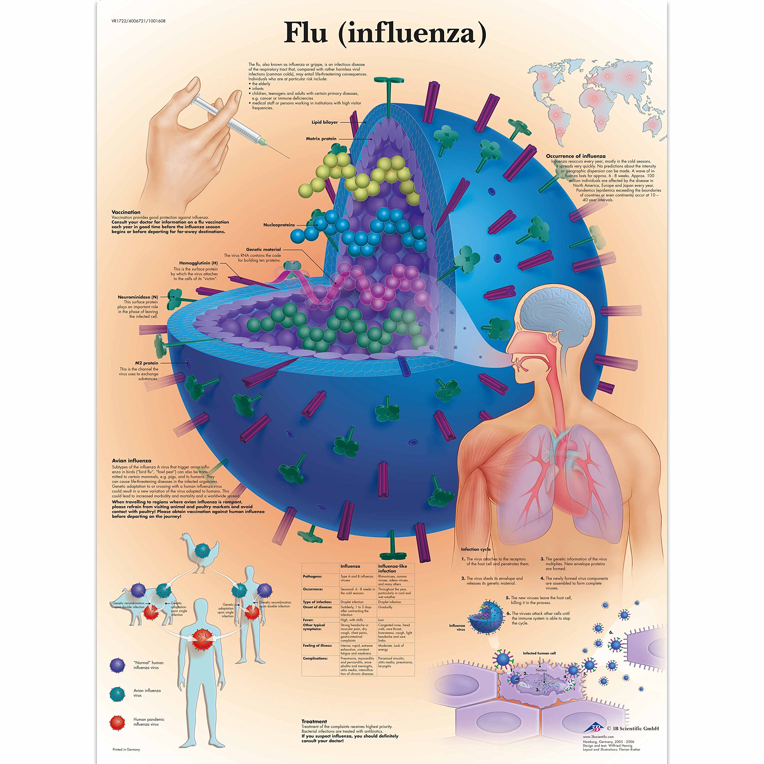 3b-scientific-grippe-anatomie-lehrtafel-papierposter-50-x-67-cm image 1