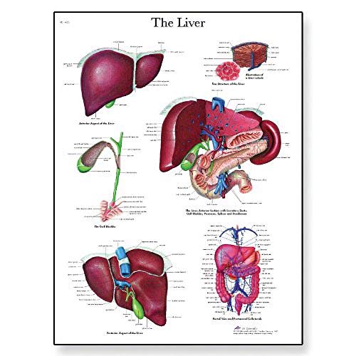 3b-scientific-leberdiagramm-menschliche-anatomie-vr1425uu-papierversion-lehrpost image 3
