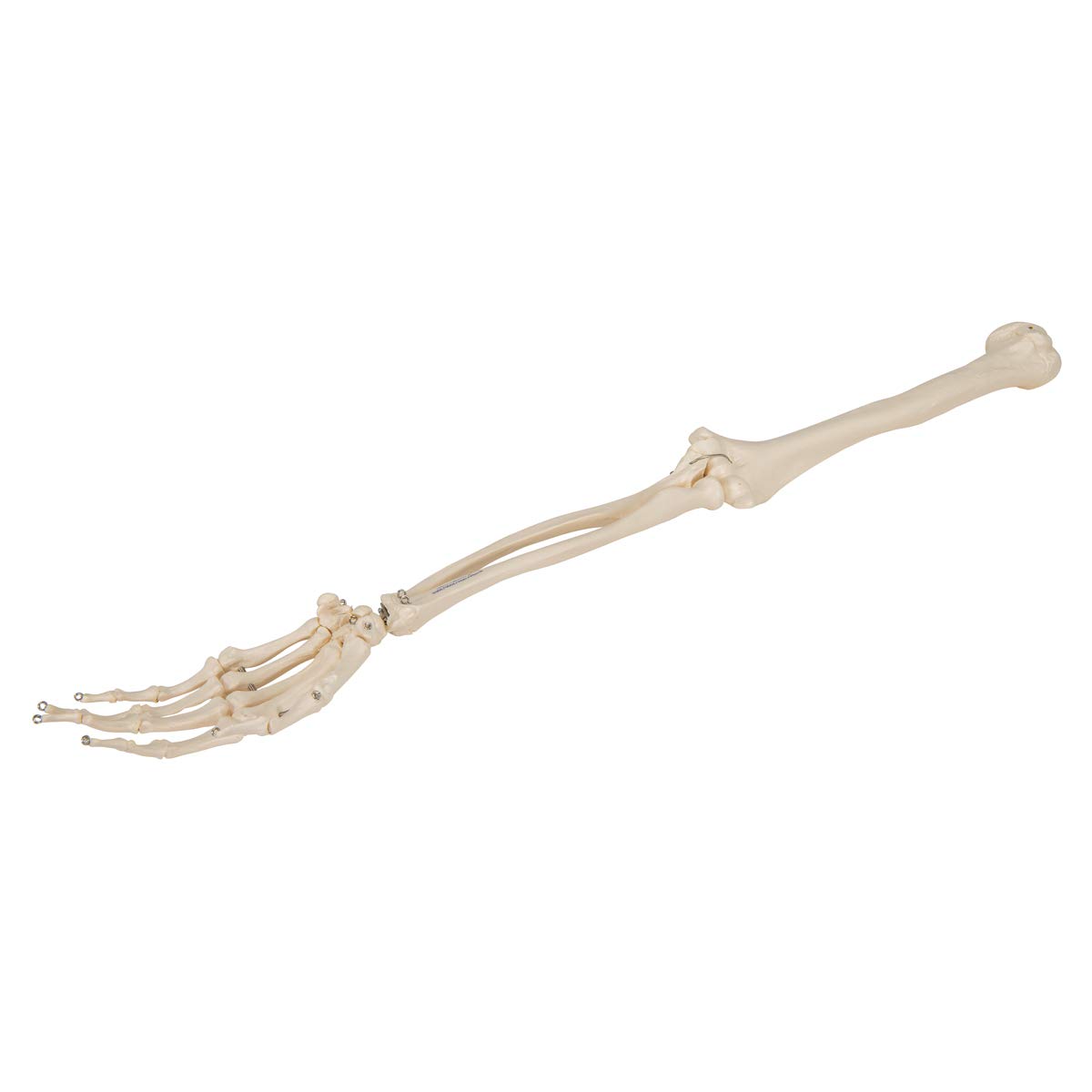 3b-scientific-armskelett-modell-mit-3b-smart-anatomy-app-menschliche-anatomie image 7