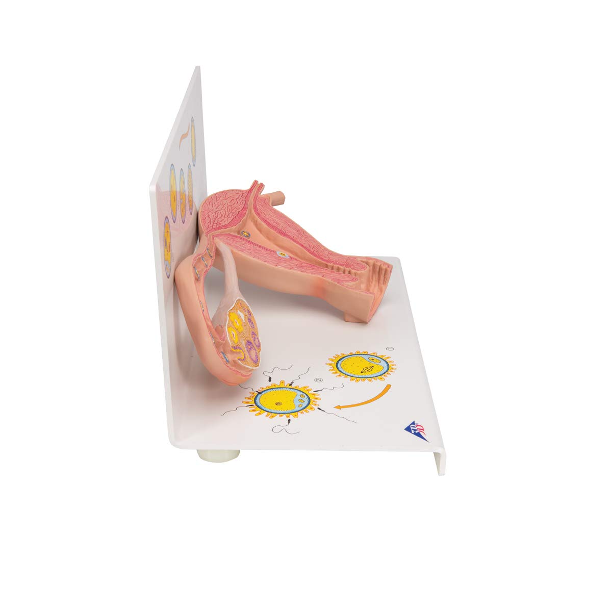 3b-scientific-eierstockmodell-2-fach-vergr-ert-anatomiemodell-mit-befruchtung-ze image 3