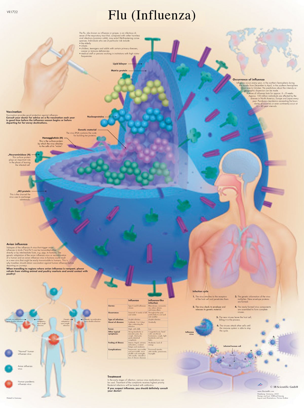 3b-scientific-grippe-anatomie-lehrtafel-papierposter-50-x-67-cm image 2