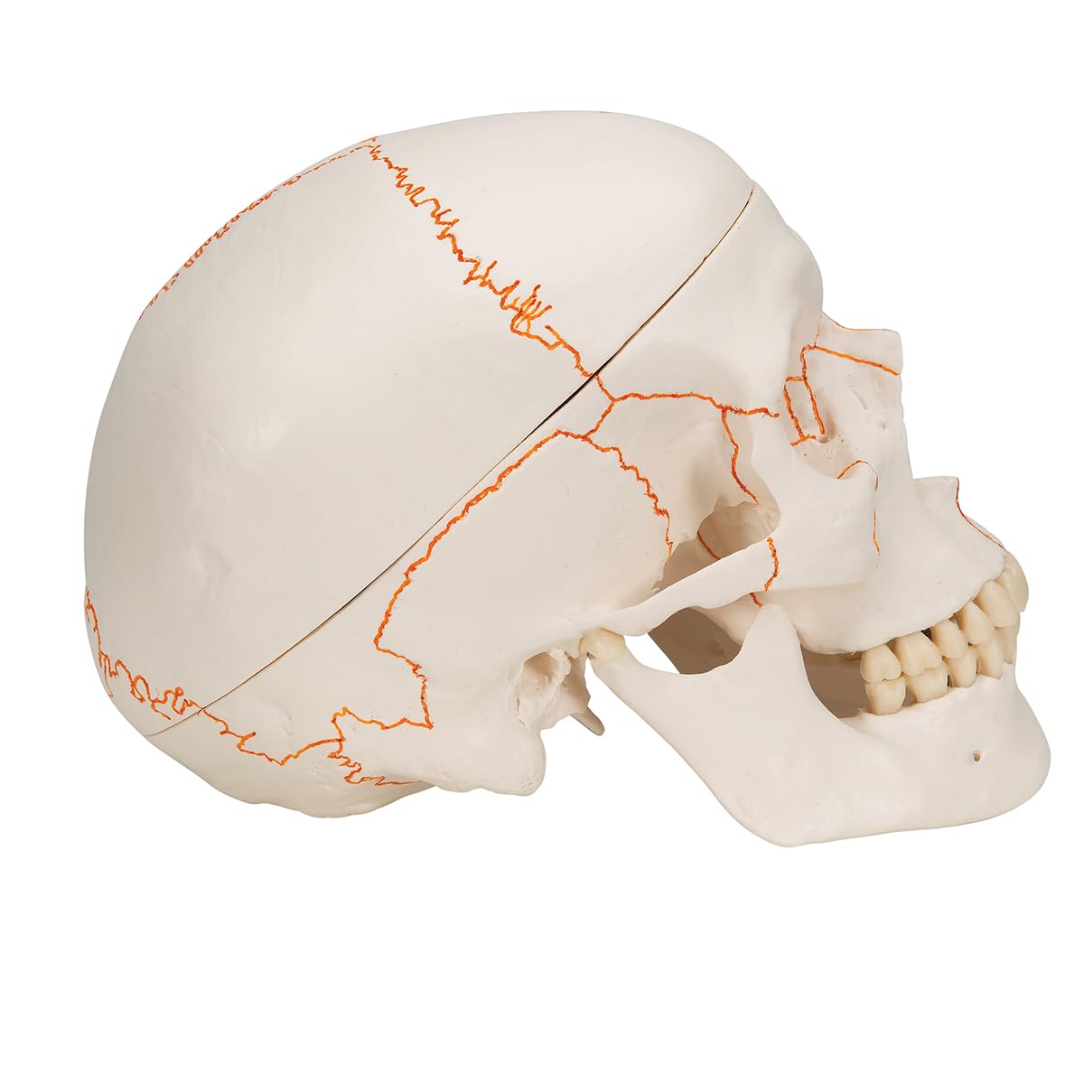 3b-scientific-a21-klassik-sch-del-3-teilig-mit-nummerierung-3b-smart-anatomy image 4