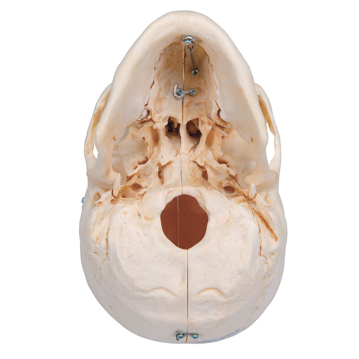 3b-scientific-bonelike-sch-delmodell-6-teilig-lebensgro-mit-mediansagittalschnit image 5
