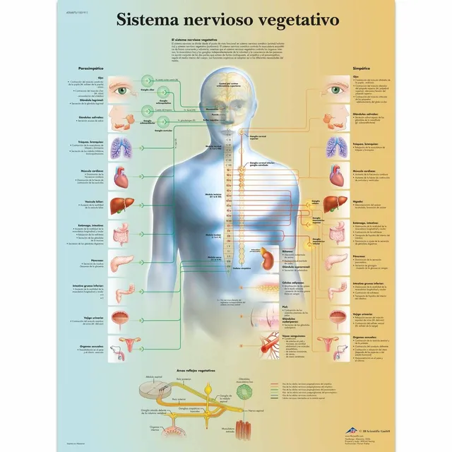 3b-scientific-nervensystem-poster-vegetativ-laminiert-50-x-67-cm image 1