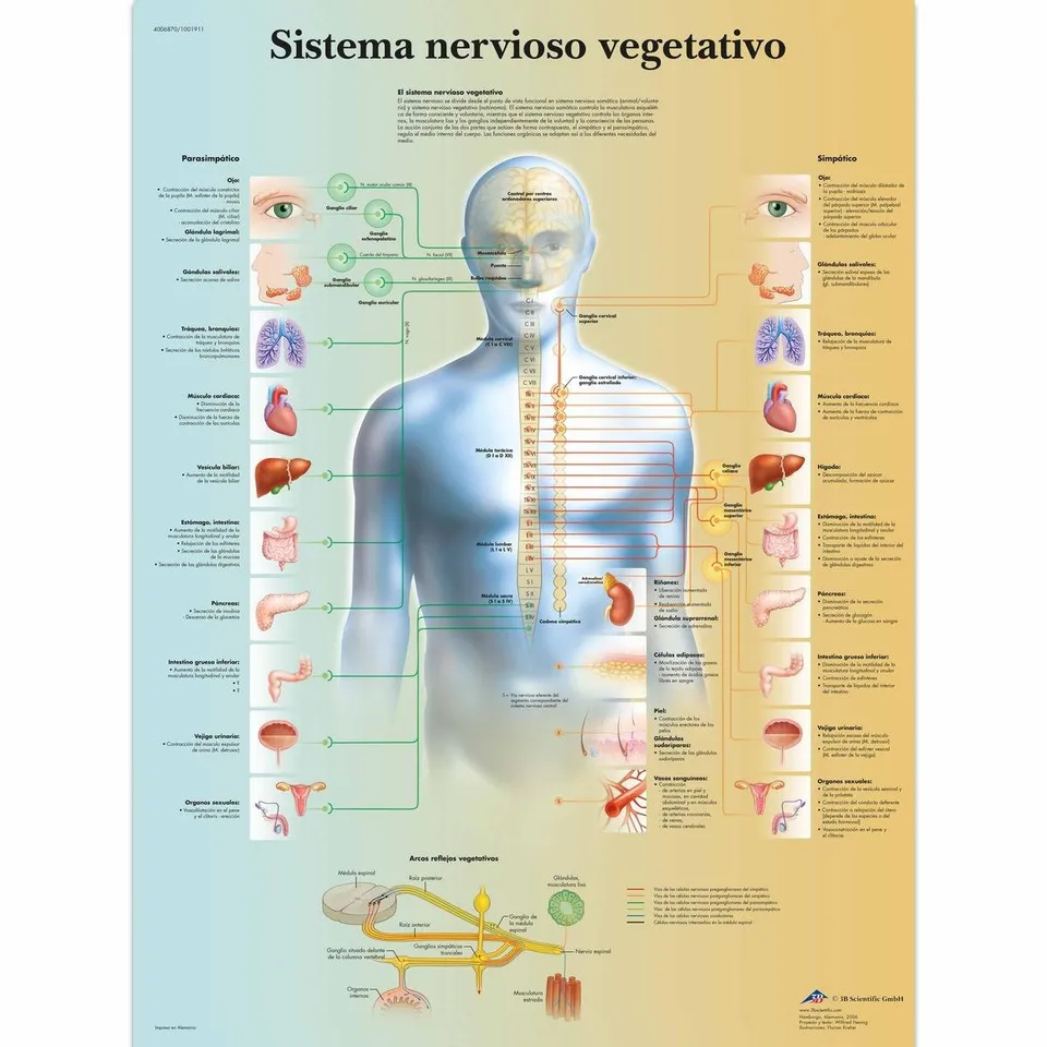 3b-scientific-nervensystem-poster-vegetativ-laminiert-50-x-67-cm image 1