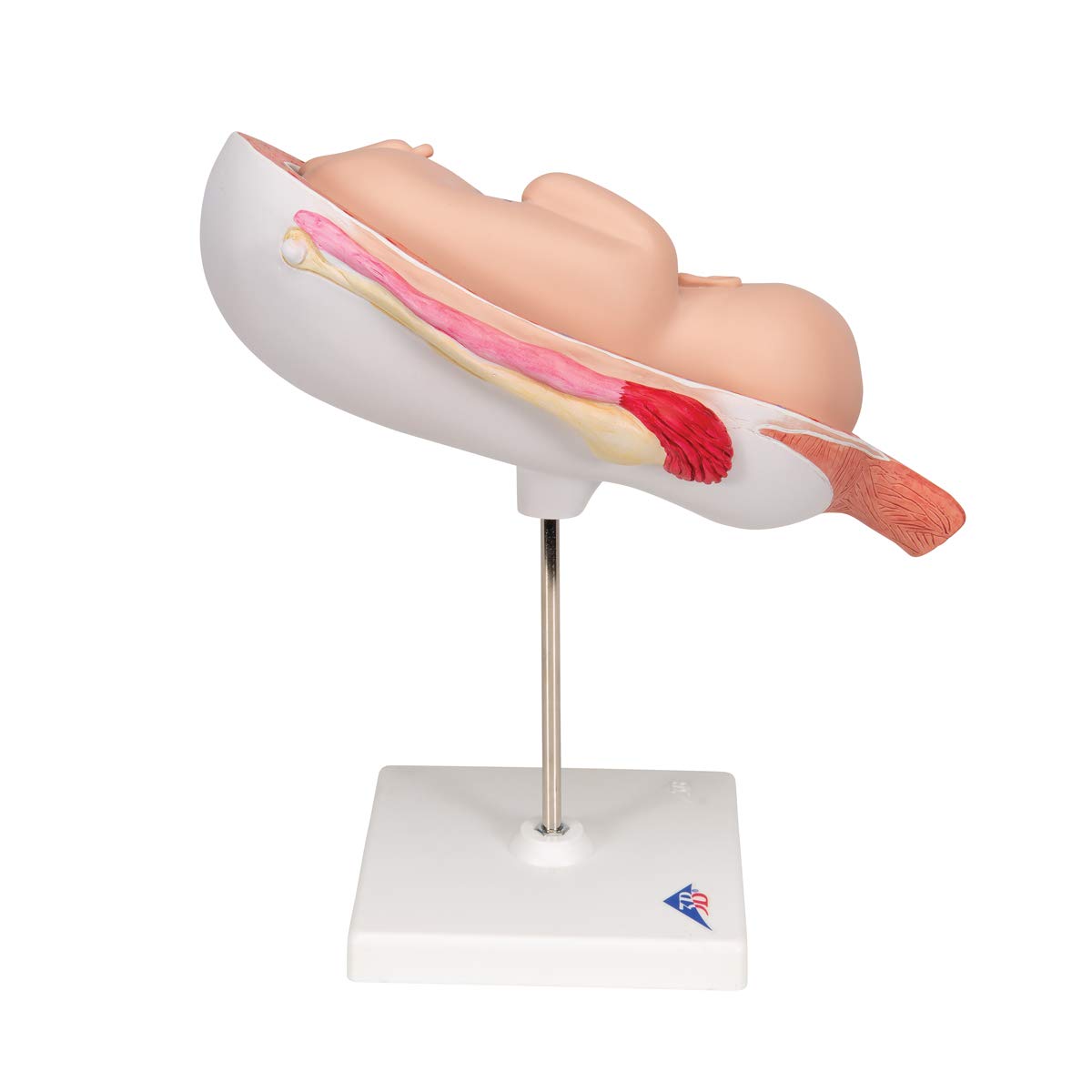 3b-scientific-fetus-7-monat-in-geb-rmutter-schwangerschafts-anatomiemodell-15x32 image 3