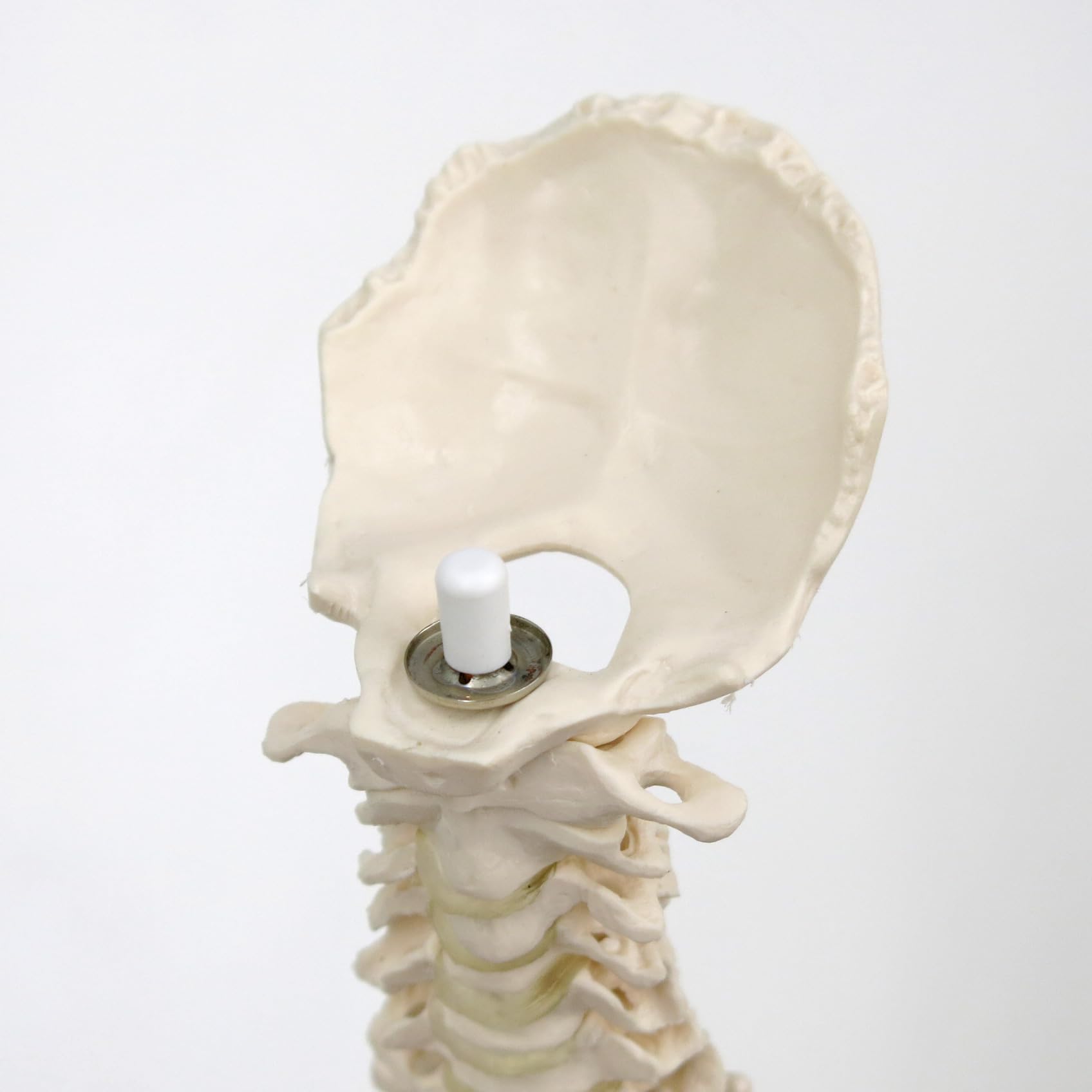 3b-scientific-mini-wirbels-ulenmodell-mit-becken-auf-stativ-flexibel-pvc image 5