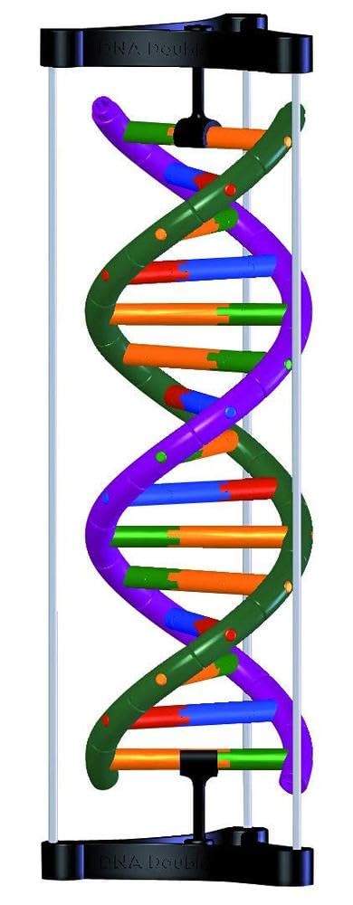 3b-scientific-dna-doppelhelix-modell-studenten-kit-farbkodierter-bausatz image 1