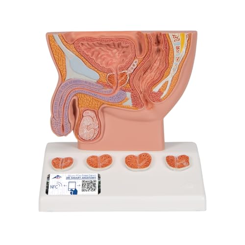 3b-scientific-prostata-modell-halbe-gr-e-auf-sockel-3b-smart-anatomy-app image 8