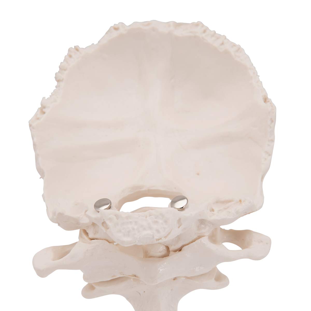 3b-scientific-atlas-und-axis-mit-hinterhauptschuppe-0-3-kg-smart-anatomy-app image 6