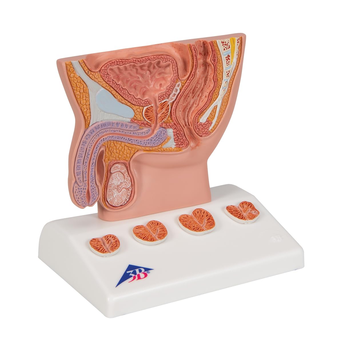 3b-scientific-prostata-modell-halbe-gr-e-auf-sockel-3b-smart-anatomy-app image 2