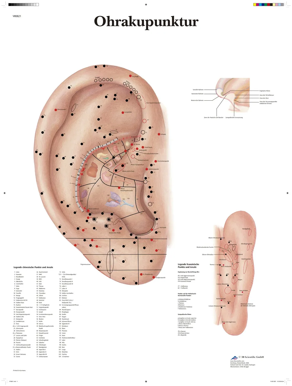3b-scientific-ohrakupunktur-lehrtafel-aurikulotherapie-50x67-cm image 1
