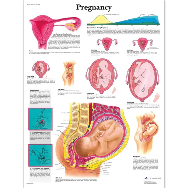 3b-scientific-schwangerschaft-laminierte-anatomie-lehrtafel-50-x-67-cm image 1