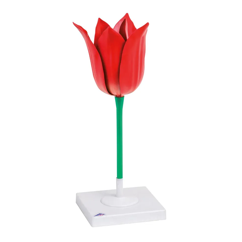 3b-scientific-tulpenbl-te-tulipa-gesneriana-botanik-modell-3-fache-vergr-erung image 1