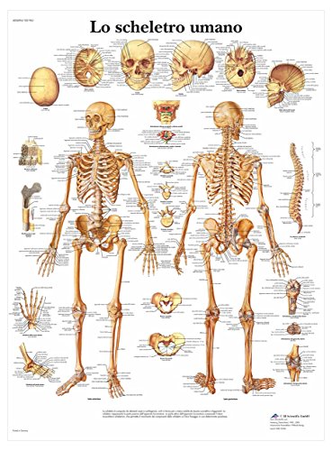 3b-scientific-anatomietafel-skelettsystem-anatomieposter-papier-italienisch image 4