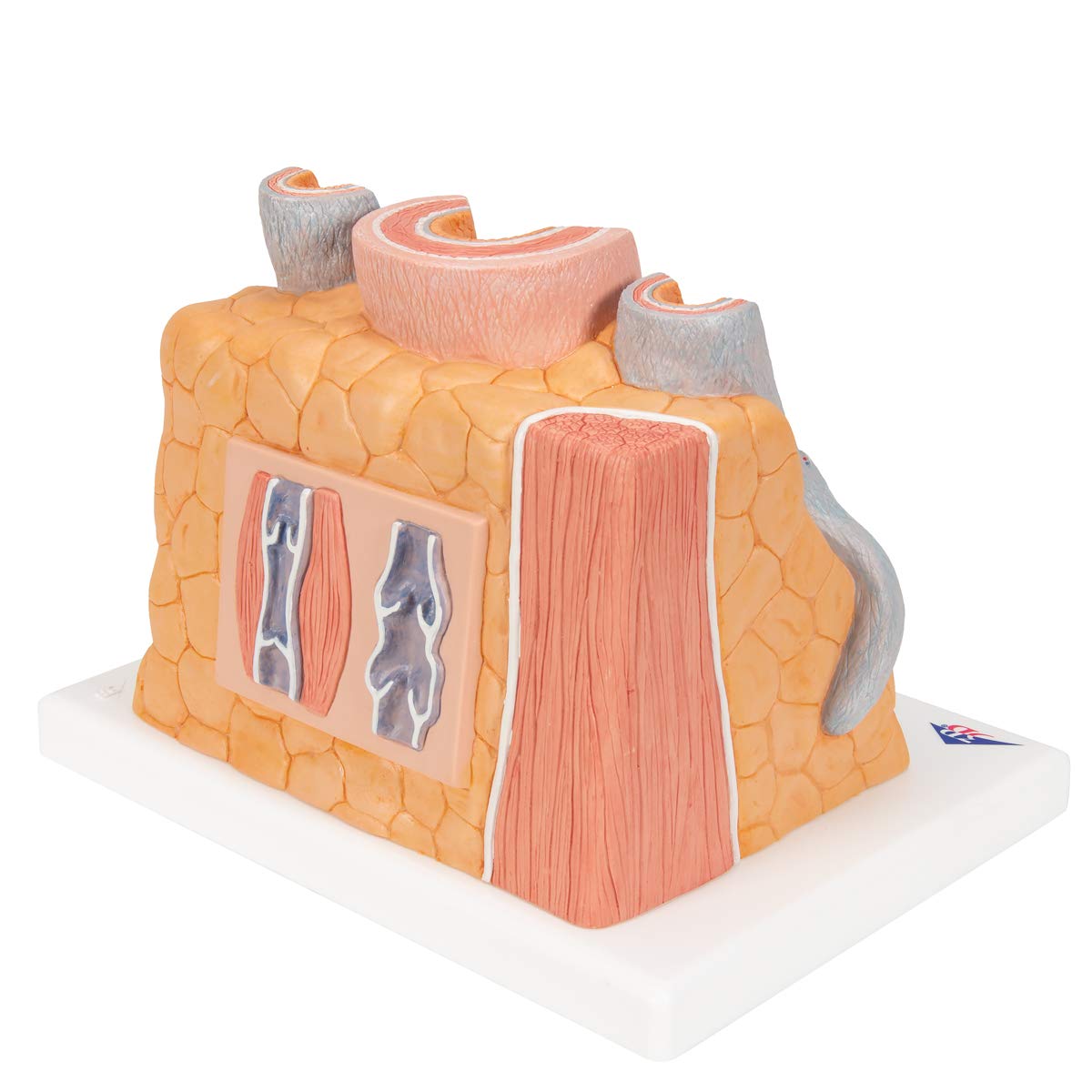 3b-scientific-microanatomy-arterie-und-vene-14-fach-g42 image 2