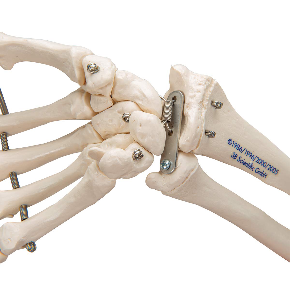3b-scientific-handskelett-mit-unterarm-lebensgro-auf-draht-smart-anatomy-app image 8