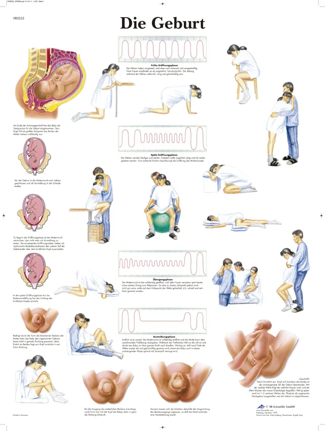 3b-scientific-lehrtafel-laminiert-die-geburt-anatomie-poster-50x67-cm image 1