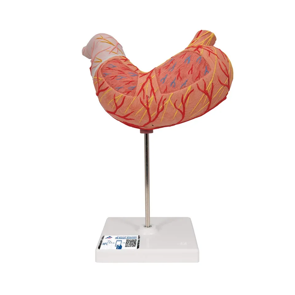 3b-scientific-magen-2-teilig-humananatomie-modell-mit-app image 1