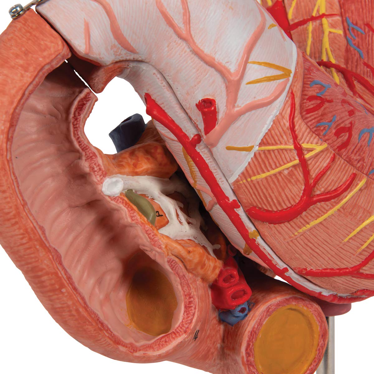 3b-scientific-magenmodell-3-teilig-anatomiemodell-aus-pvc image 8