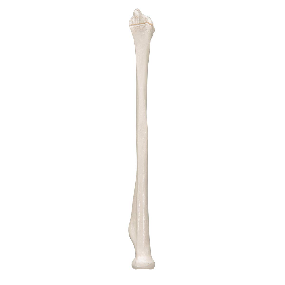 3b-scientific-speiche-radius-unterarmknochen-anatomiemodell-smart-anatomy-app image 5