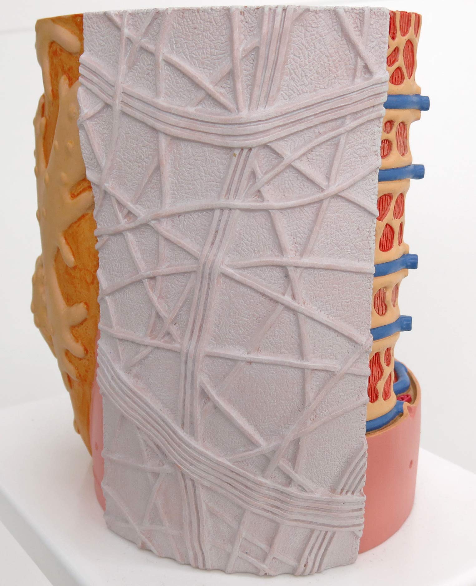 3b-scientific-microanatomy-muskelfaser-modell-10-000-fach-muskel-faser-mit-sarko image 6