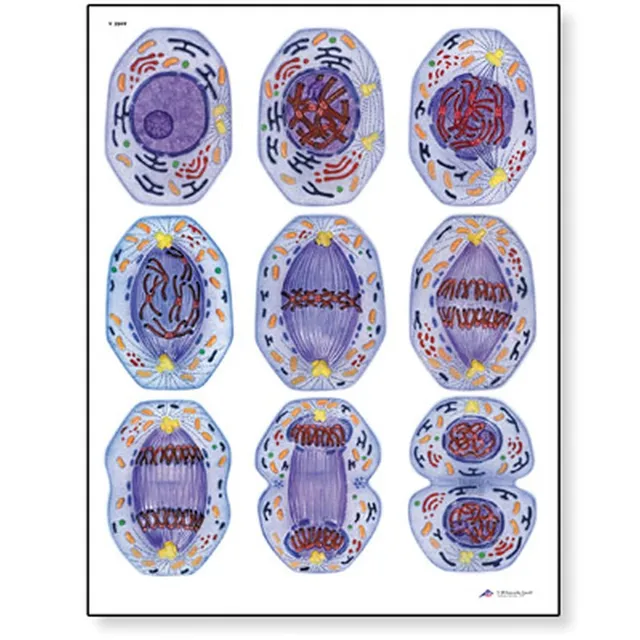 3b-scientific-menschliche-anatomie-lehrtafel-zellteilung-i-mitose-84x200-cm-ohne image 1