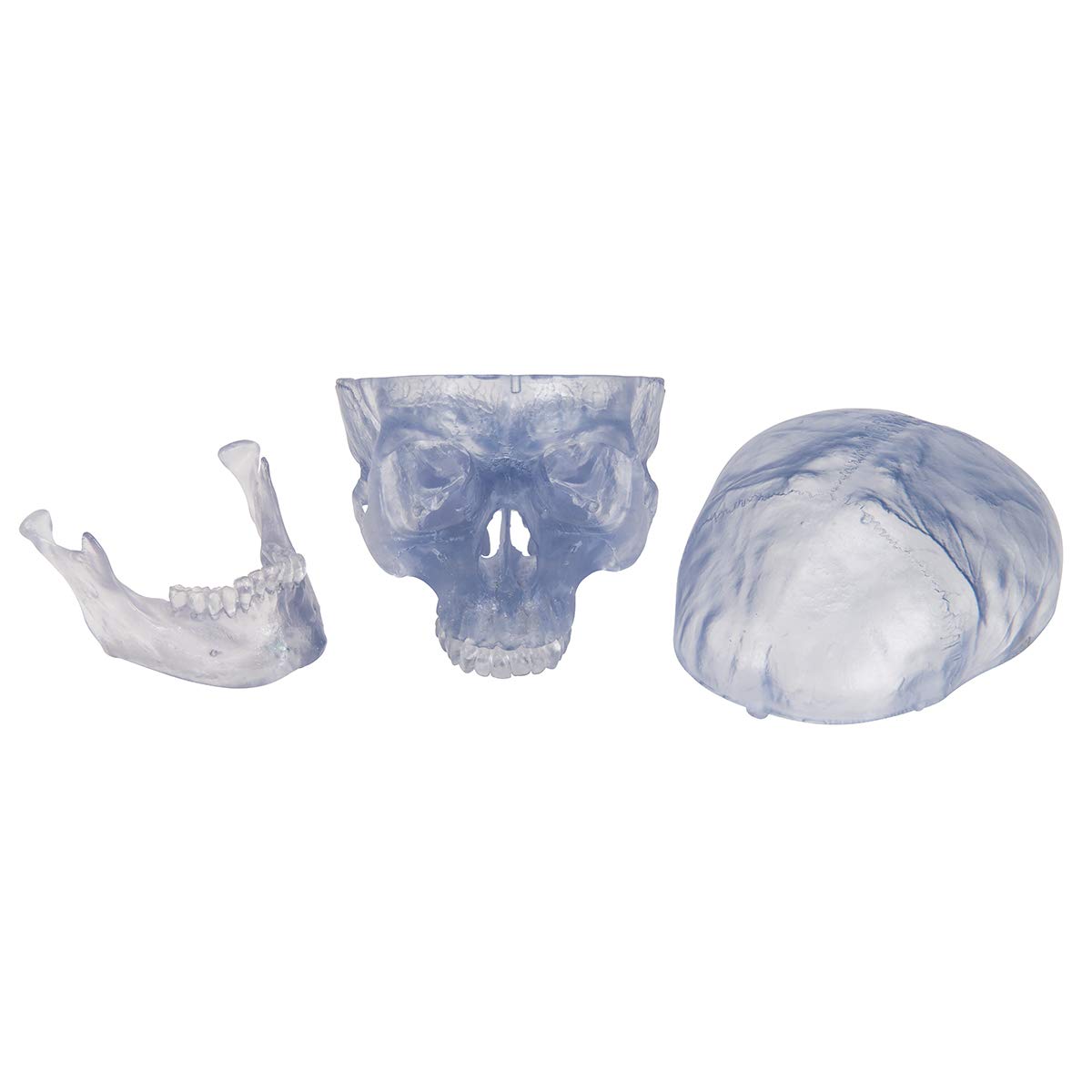 3b-scientific-klassik-sch-delmodell-transparent-3-teilig-mit-magnetverbindung image 7